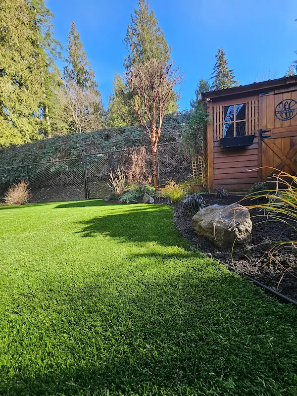 Fresh sod lawn and planting at a Langley property